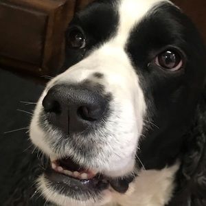 Meet your Posher, Toby